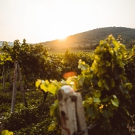 Obrázek pro kategorii Malí vinaři z Čech a Moravy