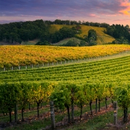 Obrázek pro kategorii Vína z JAR