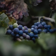 Obrázek pro kategorii Demeter